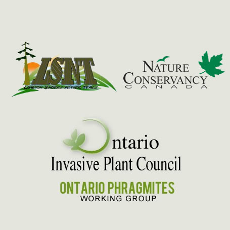 Phragmites Culling Event