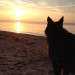 Dog Days of Ipperwash