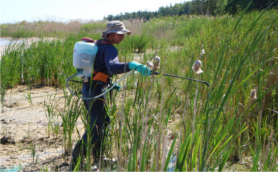 Phragmites Control