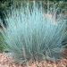 bluestem
