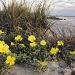 Evenings Primrose