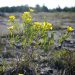 St John’s Wort