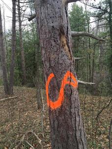 Senseless Vandalism