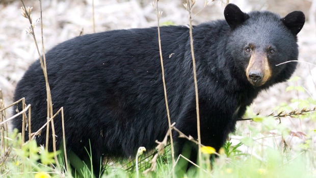 A black bear roams the forest near Timmins, Ont., on Sunday, May 27, 2012. (Nathan Denette / THE CANADIAN PRESS)