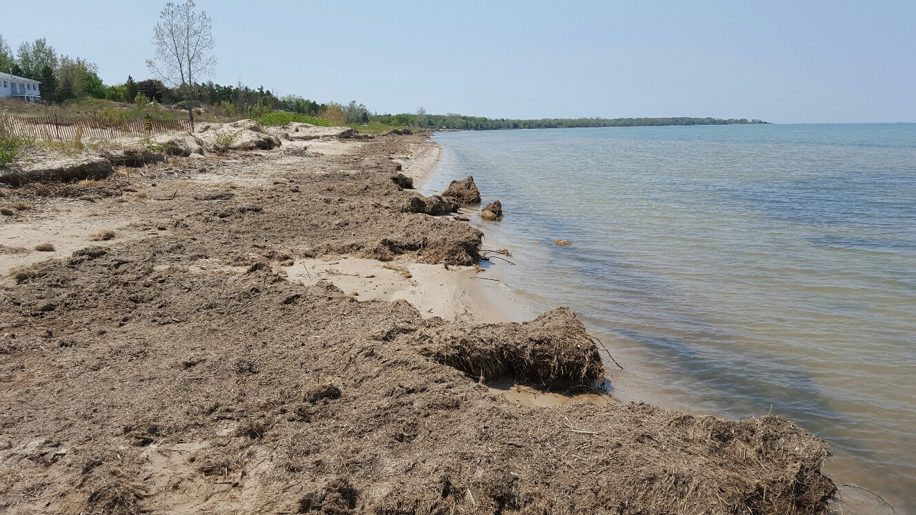 Muck at the Shoreline
