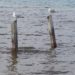 gulls-october-15
