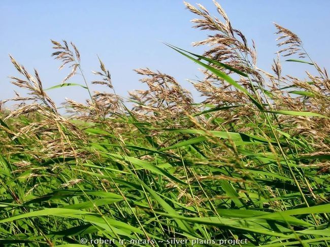 Phragmites conference Tuesday