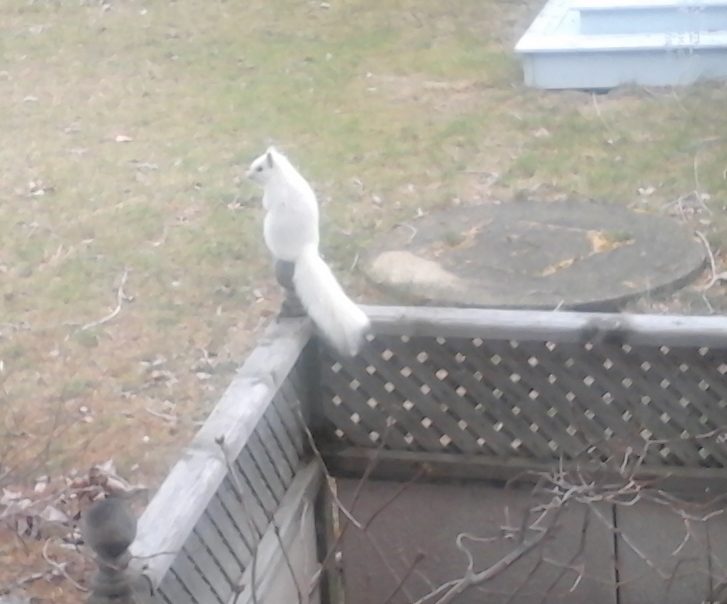White Squirrel of Ipperwash