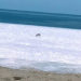 Lone deer on the ice