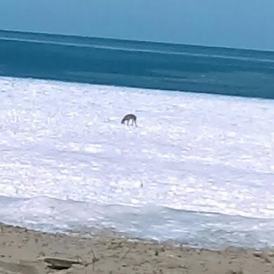 Ippy Deer