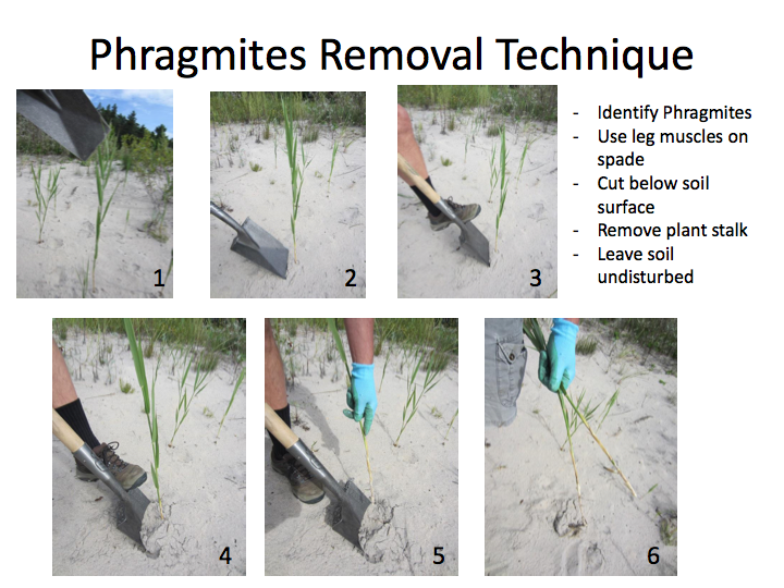 Phrag Friday: Why Was Spraying Changed to Spading?