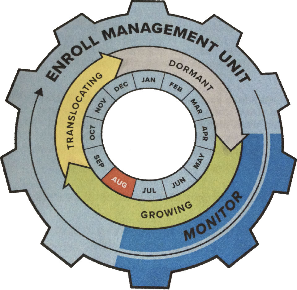 The Circle of Life for Phragmites