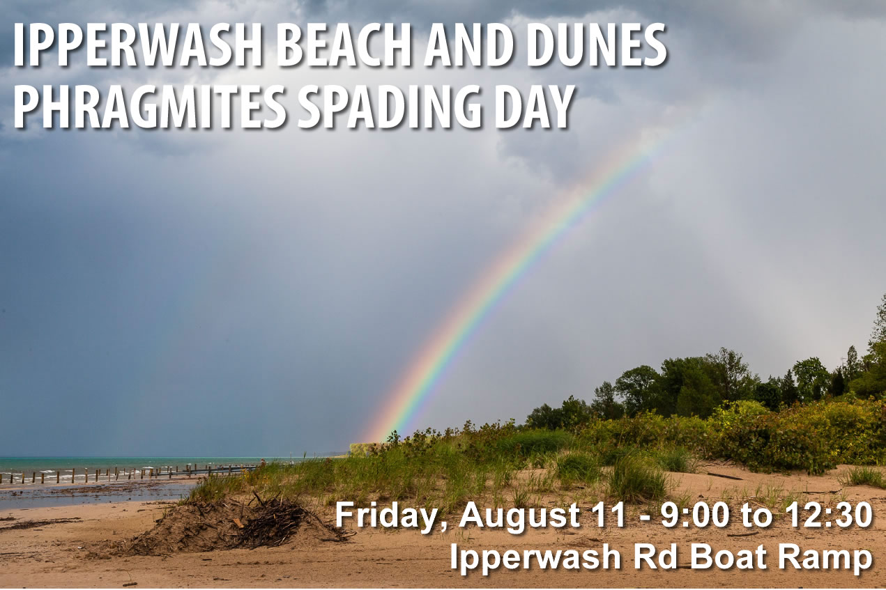 Phrag Friday: Spade Day