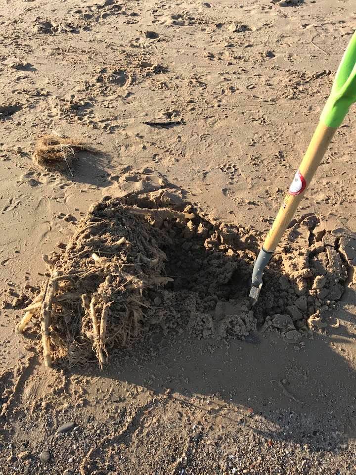 Removing Phragmites