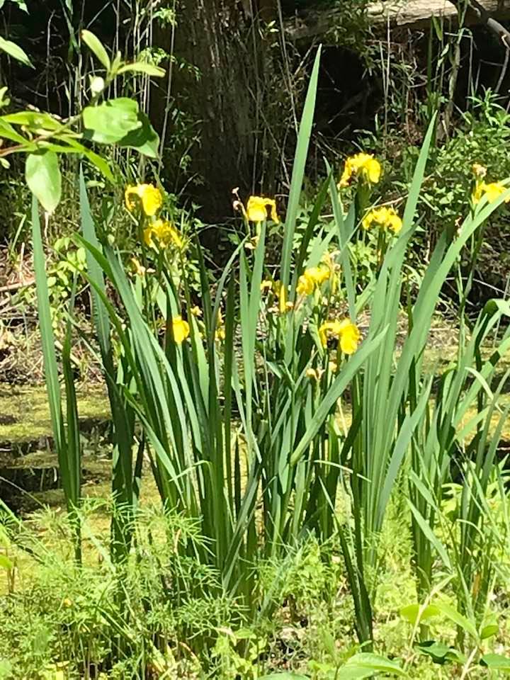 Invasive species or not
