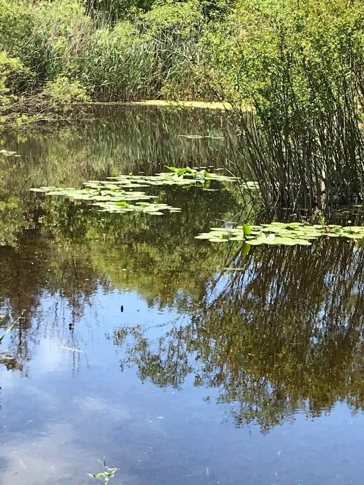 Wetland Restoration Project
