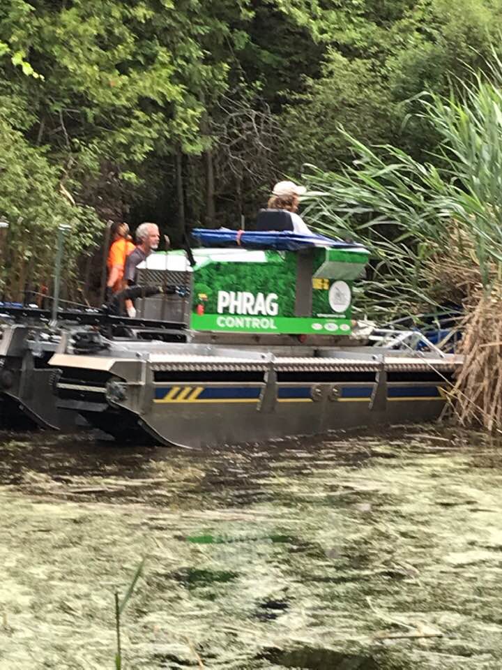 Wetland Phrag removal